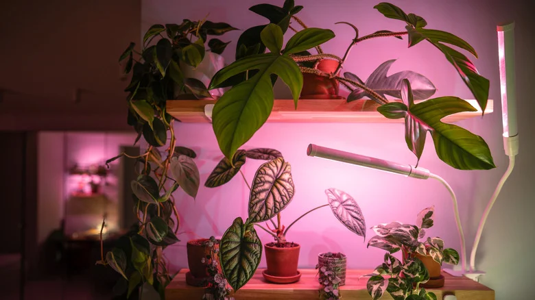 The Easy Hack That Turns Any Pretty Lamp Into A Grow Light For Your Plants