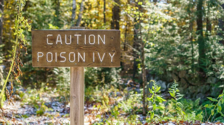 The Easy Hack To Kill Poison Ivy That’s Hiding In Your Kitchen