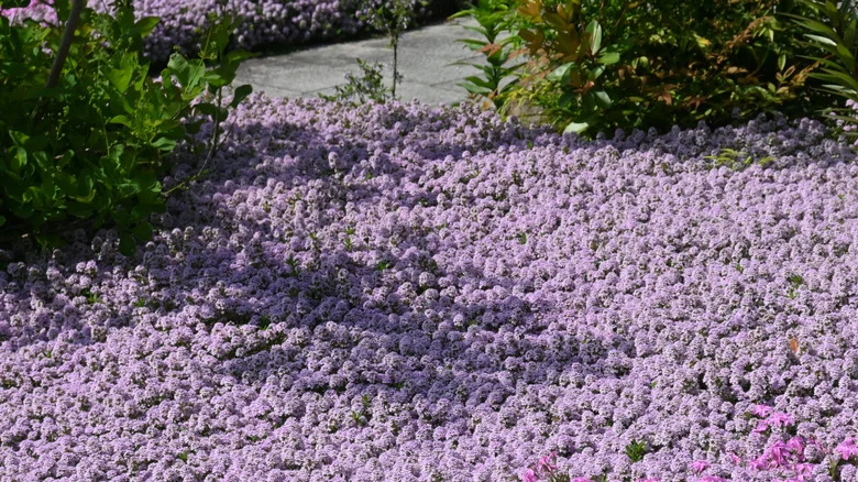 The Easy Mulching Trick That Will Help The Creeping Thyme In Your Garden Thrive