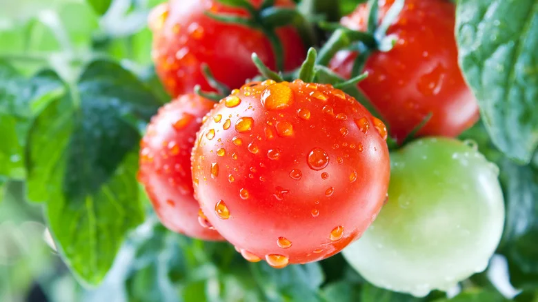 The Easy Technique That Makes Propagating Cherry Tomatoes A Breeze