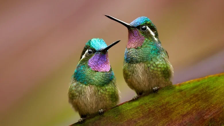 The Easy-To-Care-For Flowering Plant That Hummingbirds Love