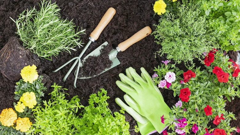 The Easy-To-Grow Flowering Perennial Plant That Thrives In Full Sun And Heat