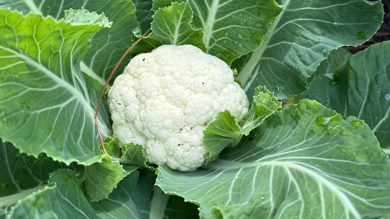 The Easy-To-Grow Garden Vegetable Cauliflower Loves Growing With