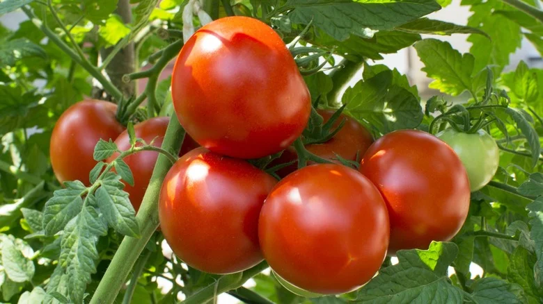 The Easy-To-Grow Garden Vegetable That Protects Tomatoes From Garden Villains