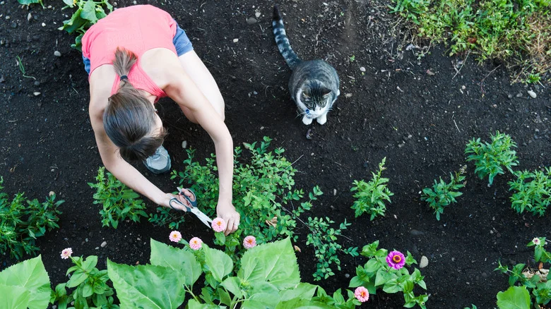 The Easy-To-Grow Herb That Can Help Keep Cats From Invading Your Garden