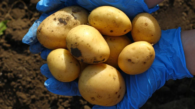 The Easy-To-Grow Herb You Should Be Growing With Your Potatoes