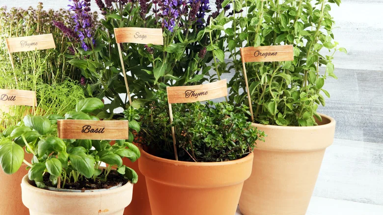 The Easy-To-Grow Herb You’ll Want To Plant Next To Sage In The Garden
