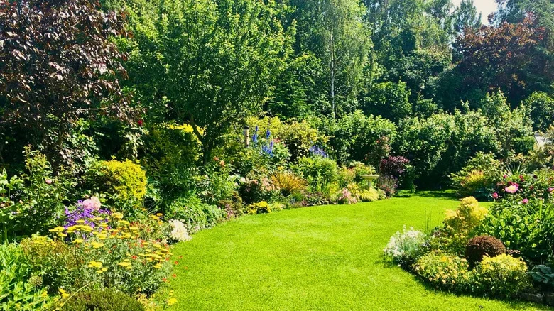 The Easy-To-Grow Shrub With Evergreen Foliage That’s Perfect For Your Border Garden