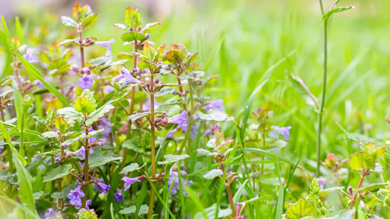 The Easy Trick That Wipes Out Creeping Charlie Weed So It Doesn’t Take Over