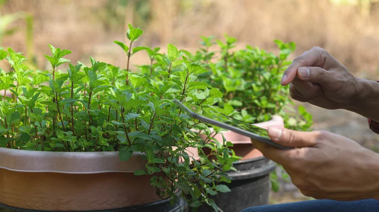The Easy Trick To Spot Plants In The Mint Family