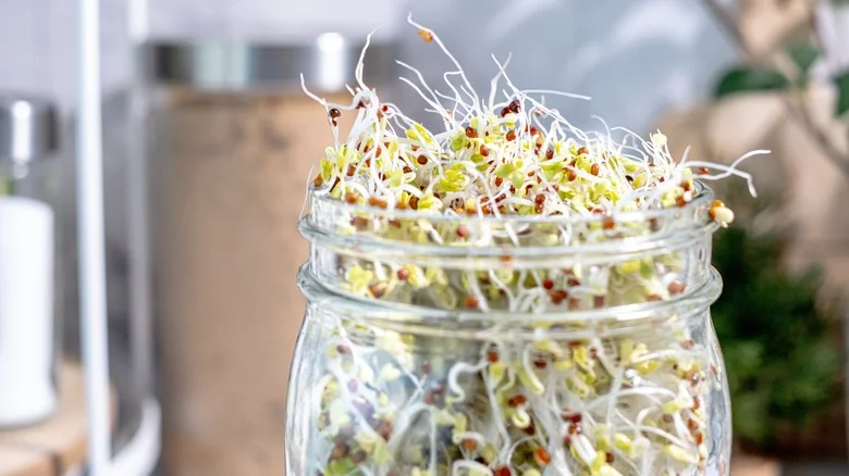 The Easy Way To Grow Alfalfa Sprouts In A Jar For A Healthy Harvest
