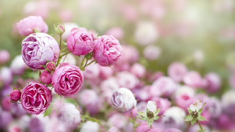 The Easy Way To Keep Black Spot From Spreading From Roses To The Rest Of Your Garden