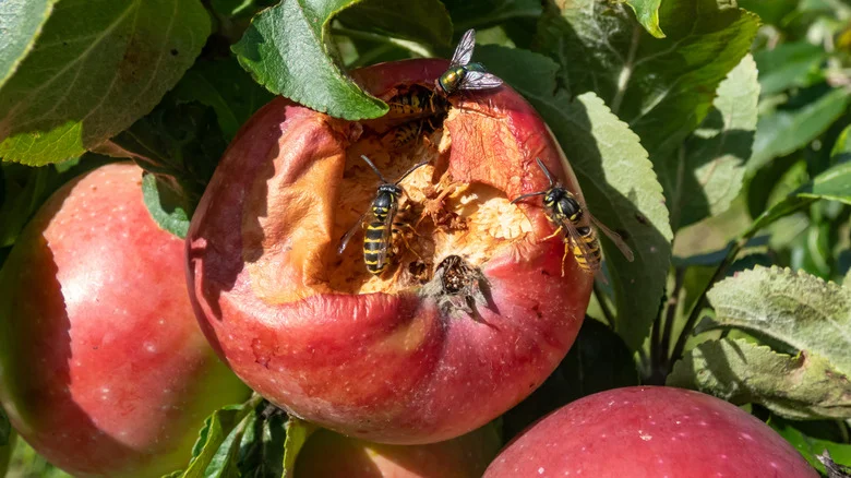 The Easy Way To Protect The Fruit Trees In Your Yard From Getting Ravaged By Wasps