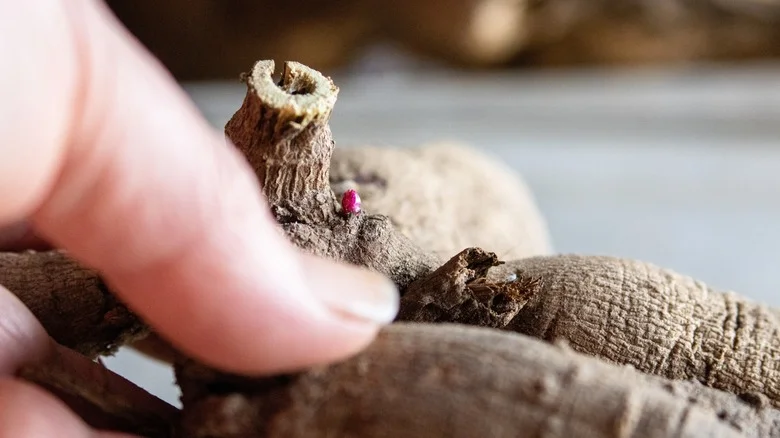The Easy Way To Rehydrate & Save Your Dried Out Dahlia Tubers