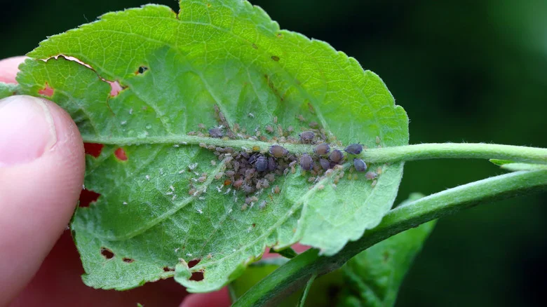 The Easy Way To Repel Pests From Your Trees Without Harsh Chemicals