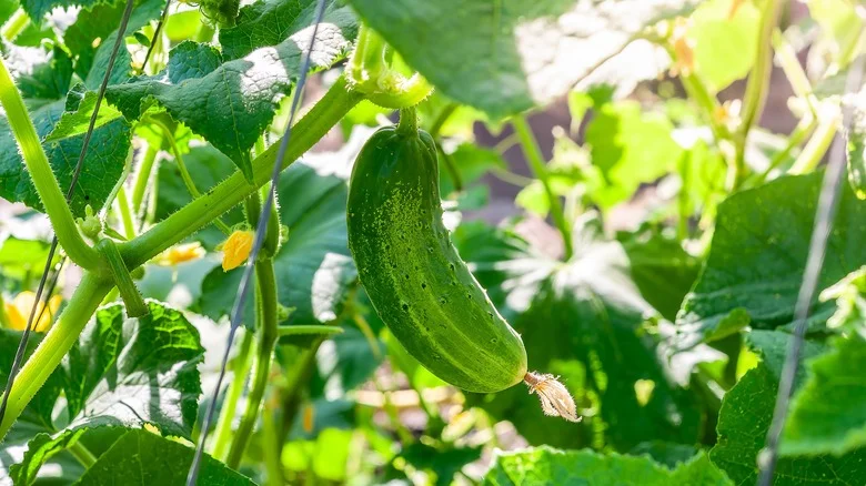 The Easy Way To Tell If Your Cucumbers Are Ready To Pick For A Perfect Harvest