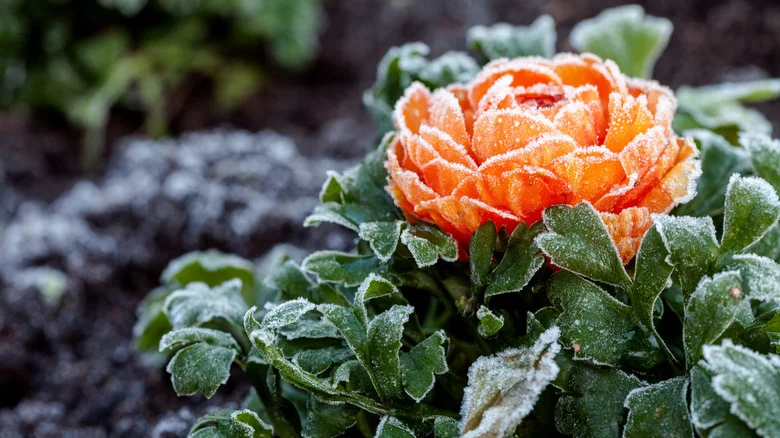 The Eco-Friendly Material You Can Use To Protect Plants From A Spring Freeze