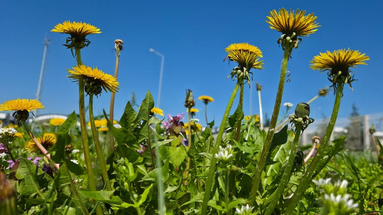 The Eco-Friendly Way To Keep Dandelions From Taking Over Your Lawn