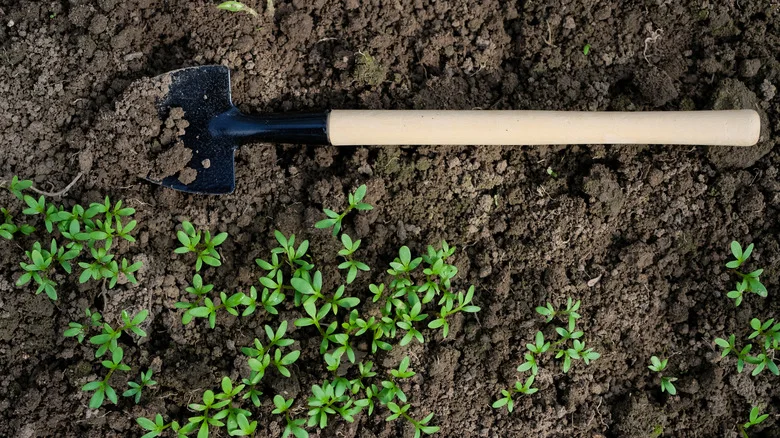 The Edible Ground Cover That Grows A Dense Mat In Moist Areas