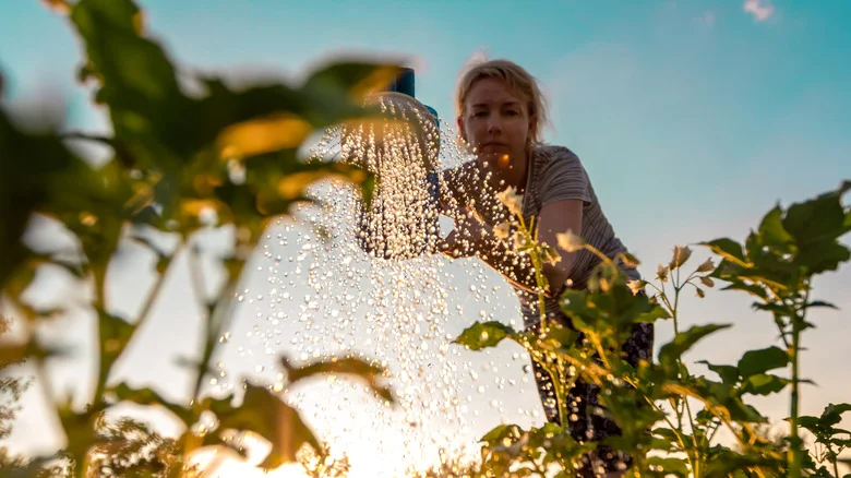 The Edible Ground Cover That Thrives With Almost No Effort