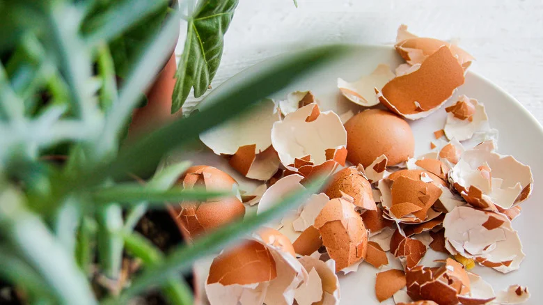 The Eggshell Hack That’s Said To Keep Lizards Out Of The Garden (But Does It Work?)