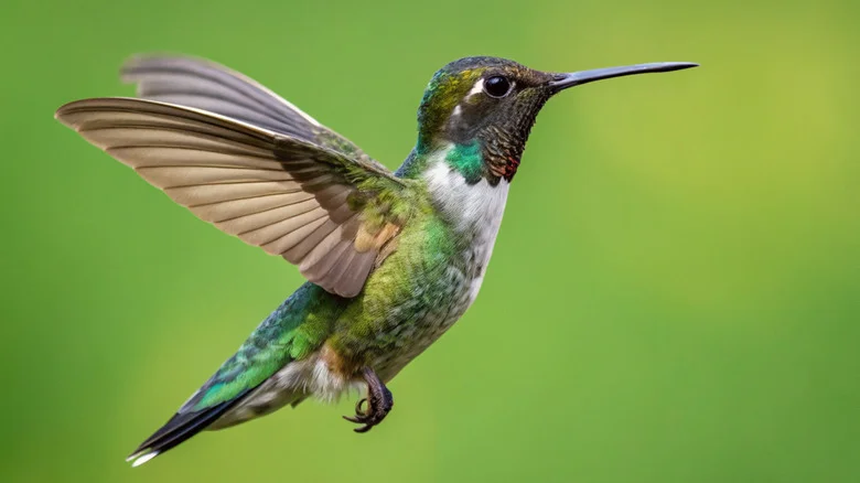The Electric Blue Flower That’ll Bring Lovely Hummingbirds To Your Garden