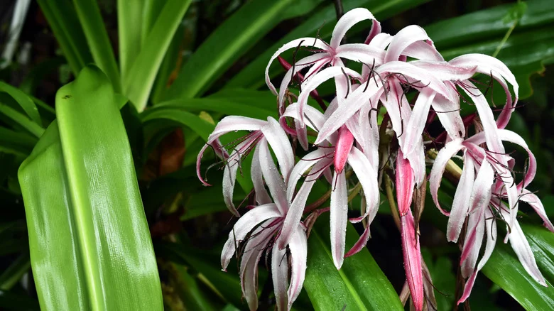 The Essential Guide To Growing A Queen Emma Lily