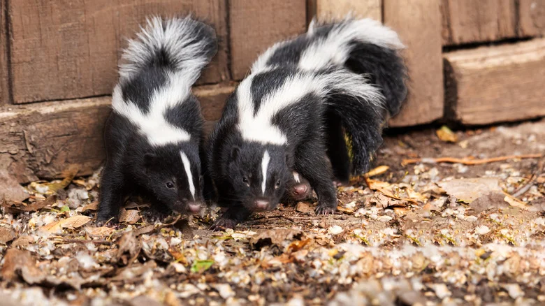 The Essential Kitchen Ingredient That May Help Keep Skunks Away