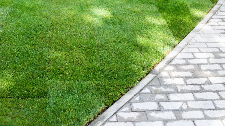 The Essential Kitchen Tool You Can Use To Edge Your Lawn In A Pinch