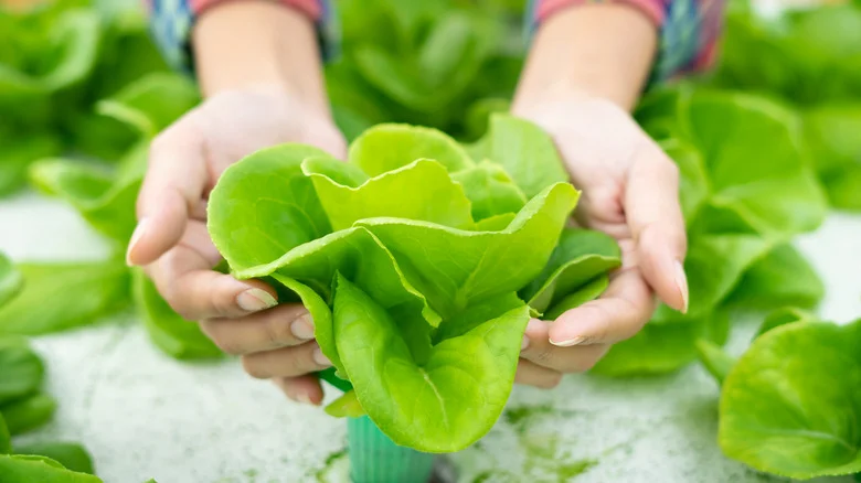 The Essential Role Of Hydrogen Peroxide In Hydroponic Gardening