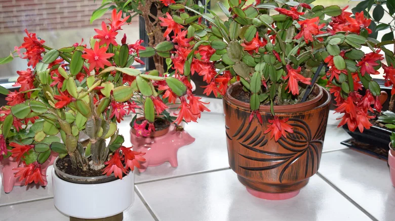 The Essential Summer Tip That’ll Keep Your Christmas Cactus Thriving Year-Round