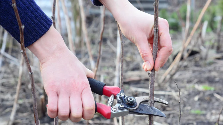 The Fall-Bearing Fruit Bush You Should Be Pruning Before Winter Is Over