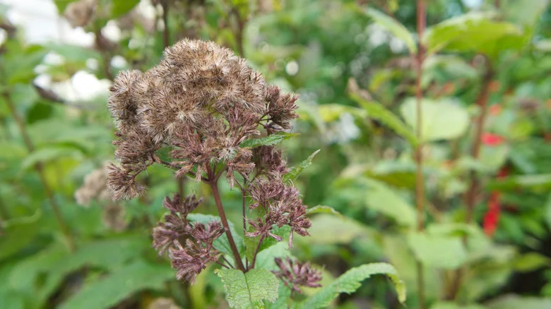The Fall Pruning Trick That Keeps Little Joe Pye Weed Coming Back Every Year