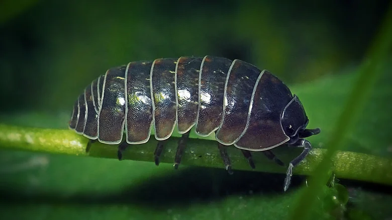 The Fan-Favorite Food That Keeps Roly Polys From Destroying Your Garden