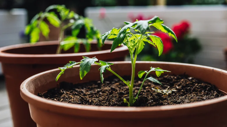 The Fast-Growing Companion That Gives Tomatoes A Boost While Blocking Out Weeds