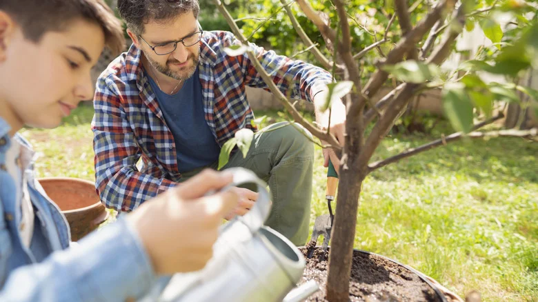 The Fast-Growing Fruit Tree You Probably Haven’t Heard Of