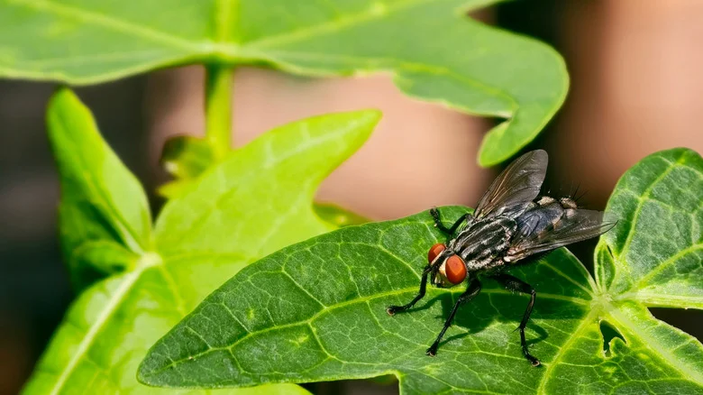 The Fast-Growing Herb You Should Plant To Help Keep Flies Away