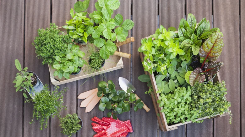 The Fast-Growing Leafy Veggie You Should Grow In Pots For A Swift, Fresh Harvest