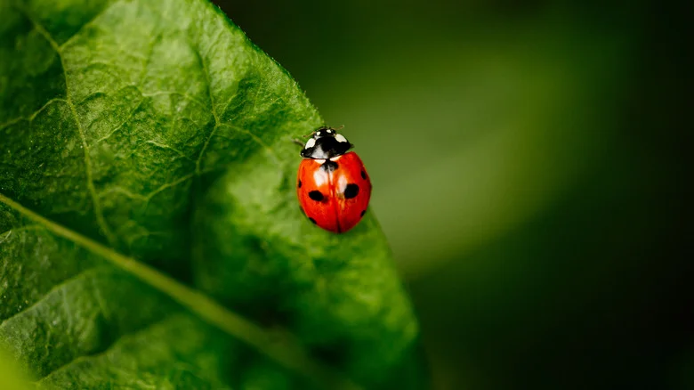 The Fast-Growing Plant That’ll Attract Ladybugs And Butterflies To Your Garden