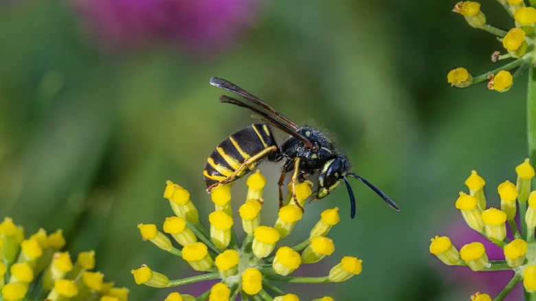 The Fast-Growing Plant That’ll Help Keep Yellowjackets Out Of Your Yard