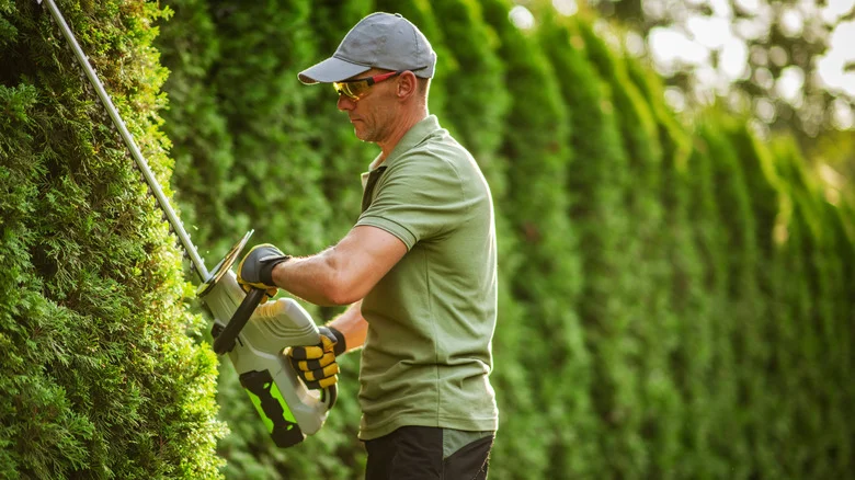 The Fast-Growing Tree With Stunning Foliage That Makes A Great Privacy Hedge