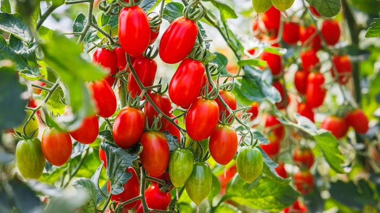 The Fast-Growing Type Of Basil You’ll Want To Grow Near Your Tomatoes