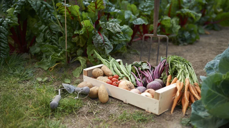 The Fast-Growing Veggie You Can Still Plant In June For A Quick And Easy Harvest