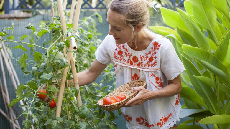The Fastest And Easiest Way To Hand-Pollinate A Large Quantity Of Tomatoes