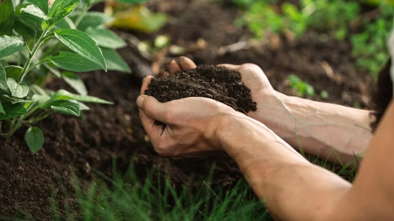 The Fastest Way To Enrich Garden Soil With Phosphorus & Natural Alternatives