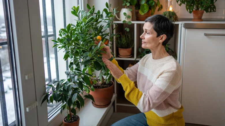 The Fertilizer Made Of A Popular Leftover Kitchen Scrap That Boosts Your Citrus Tree Harvest