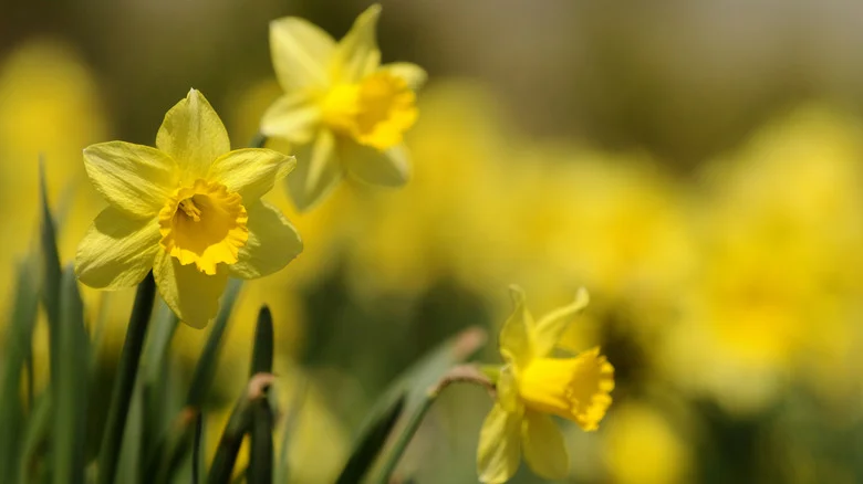 The Fertilizer Mistake That Can Spell Doom For Your Daffodils