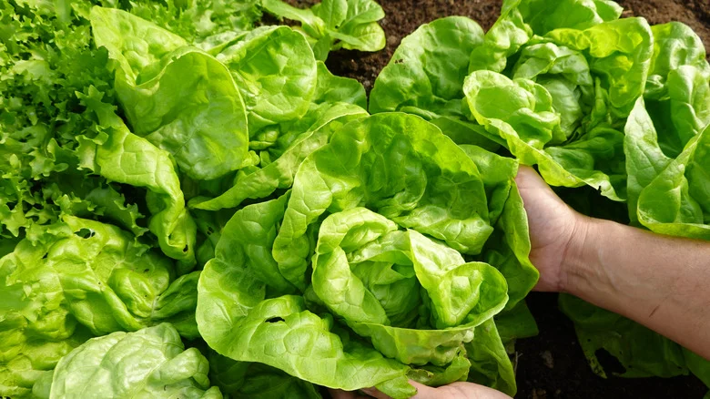 The Fertilizer That Helps Leafy Greens Grow & Protects Them From Disease