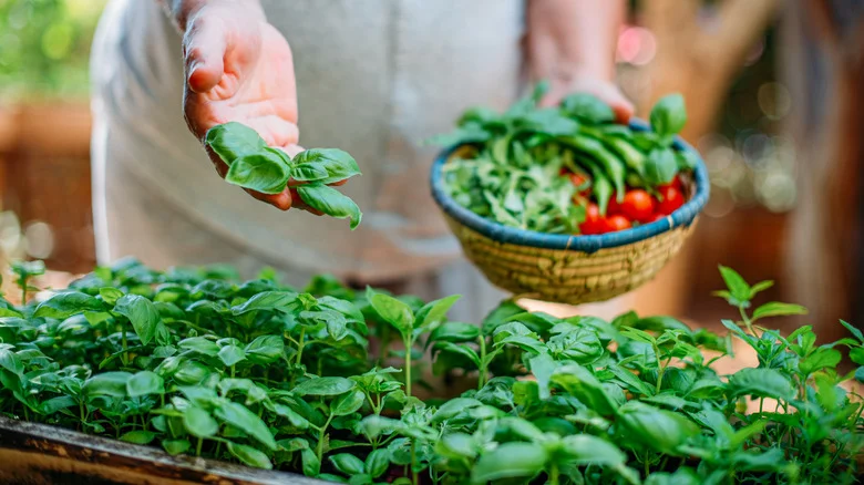 The First Thing You Should Do After Buying A Basil Plant To Add To Your Herb Garden