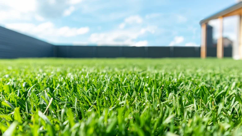 The Fishy Fertilizer That’s Actually Great For Your Lawn
